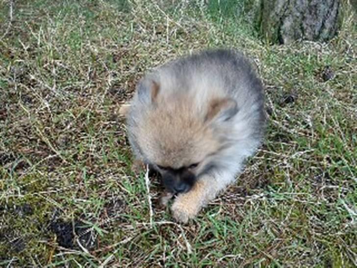 Pomeranian Mocca - Det er en god grankogle! billede 12