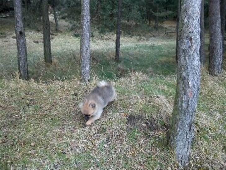 Pomeranian Mocca billede 13