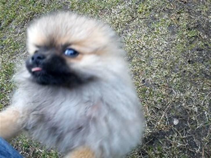 Pomeranian Mocca - Har du noget spiseligt? :b billede 14