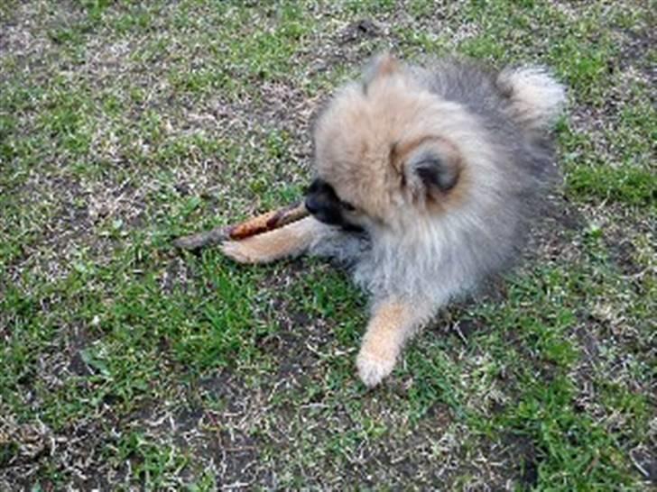 Pomeranian Mocca - Uuh god pind, der lige lå der!  billede 15