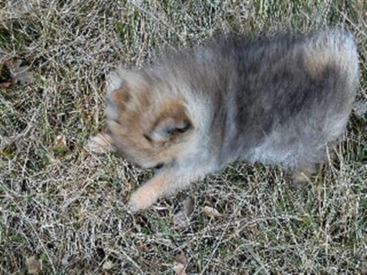 Pomeranian Mocca billede 16