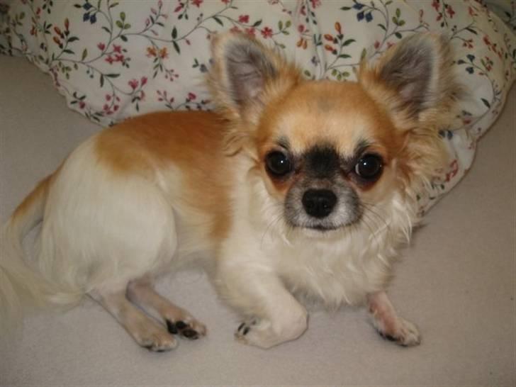 Chihuahua Ricco billede 1