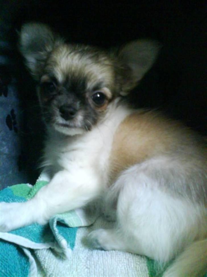 Chihuahua Ricco billede 2