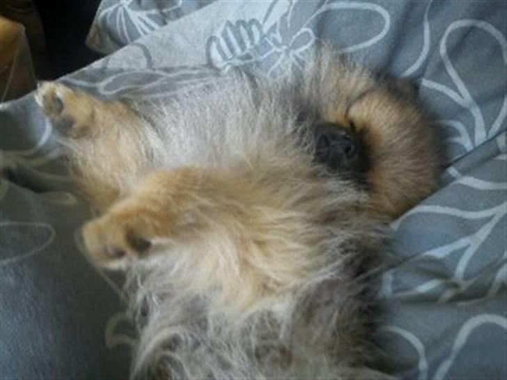 Pomeranian Mocca - Efter en lang tur i skoven, kan man godt få brug for en lur ;) billede 17