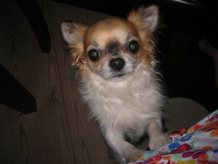 Chihuahua Ricco billede 3