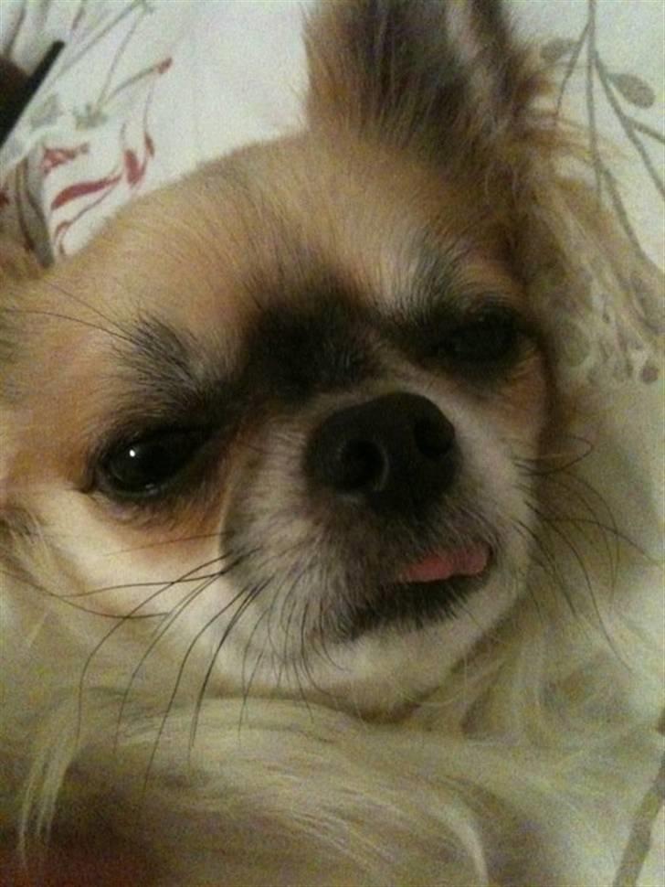 Chihuahua Ricco billede 4