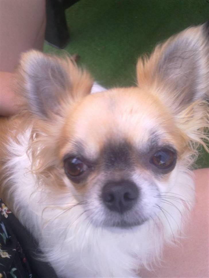 Chihuahua Ricco billede 5