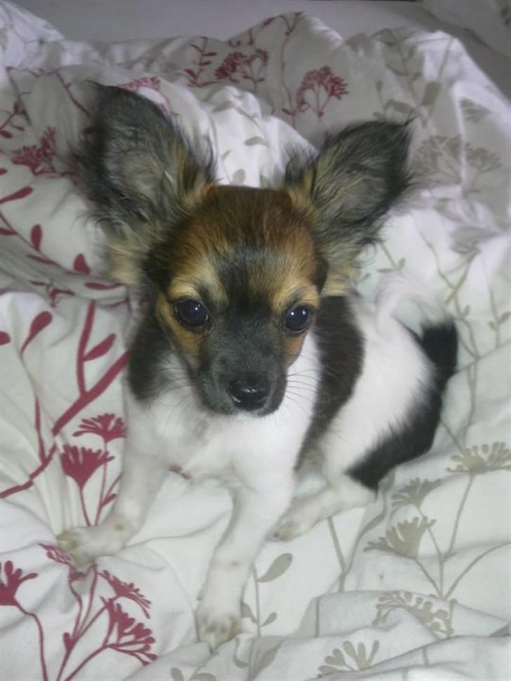 Chihuahua Carlos billede 1