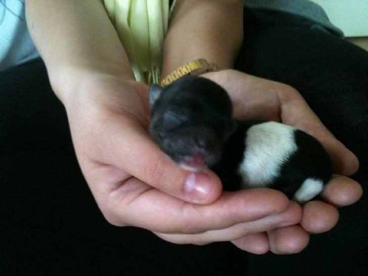 Chihuahua Carlos - 2 dage gammel billede 2