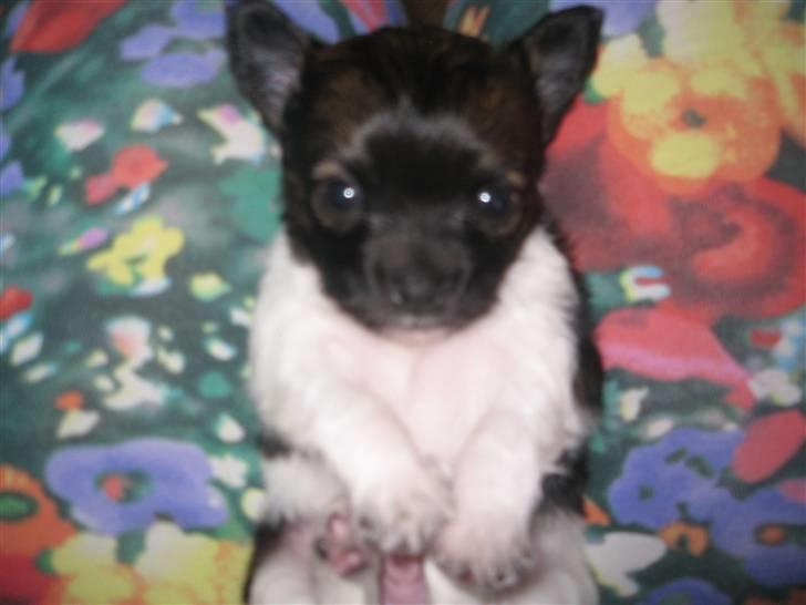 Chihuahua Carlos - 3 uger gammel billede 3