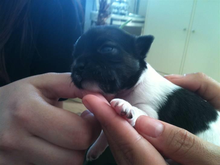 Chihuahua Carlos - Har lige åbnet øjet for første gang billede 4