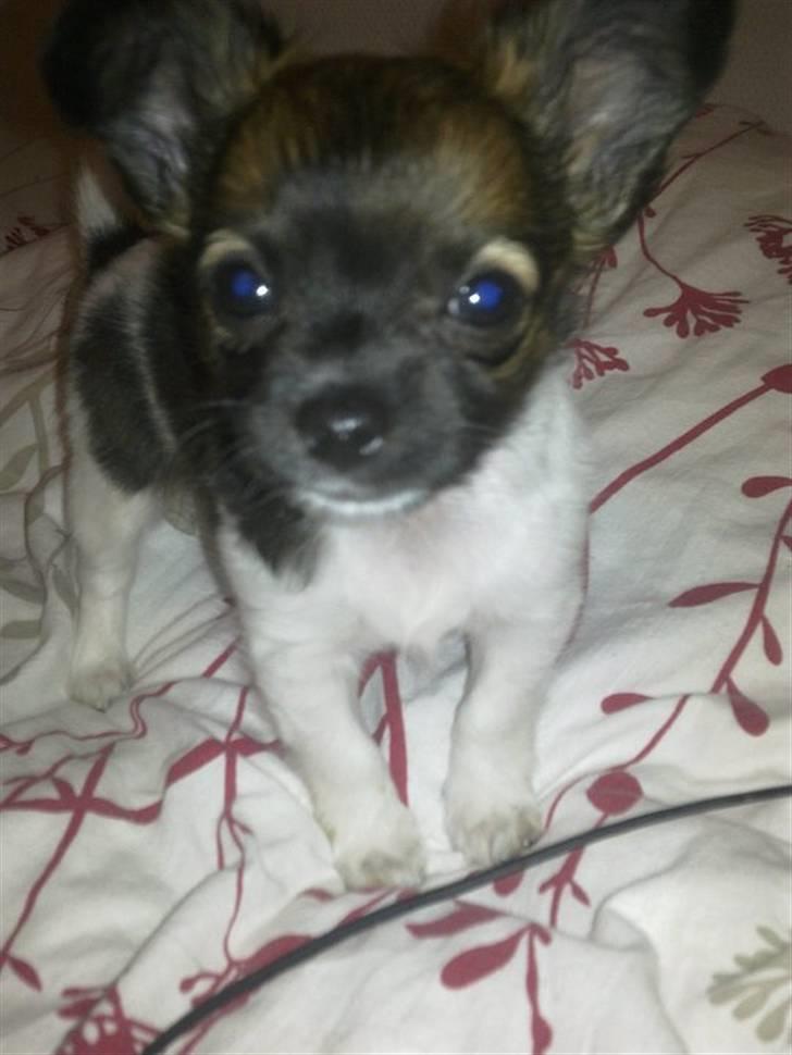 Chihuahua Carlos - 9 uger gammel billede 6