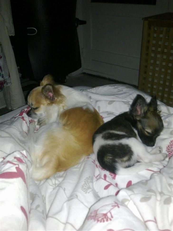 Chihuahua Carlos billede 7