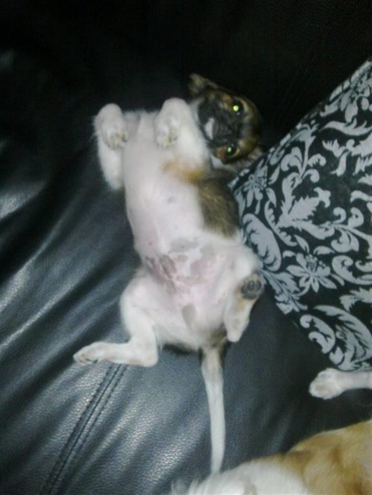 Chihuahua Carlos billede 8