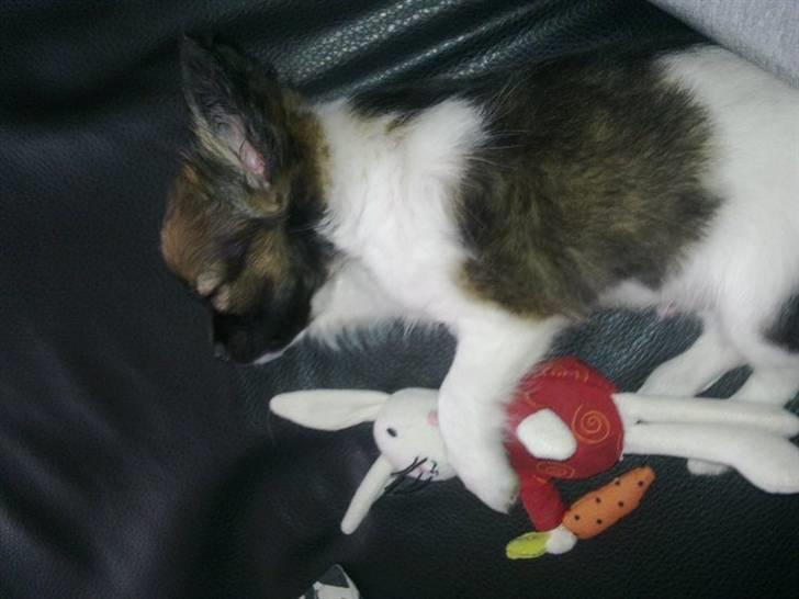 Chihuahua Carlos billede 9