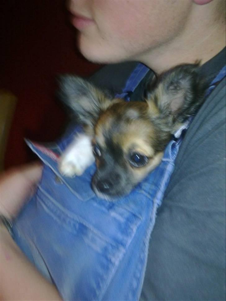 Chihuahua Carlos billede 10