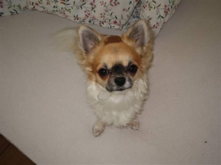 Chihuahua Ricco billede 6