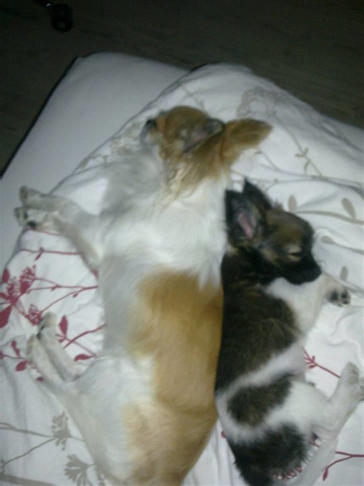 Chihuahua Ricco billede 7