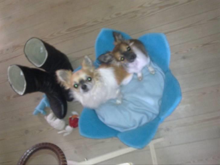 Chihuahua Ricco billede 8