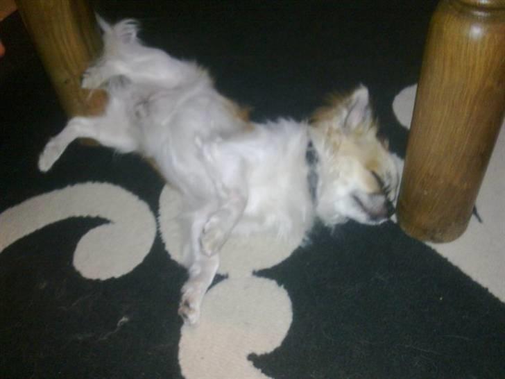 Chihuahua Ricco billede 9