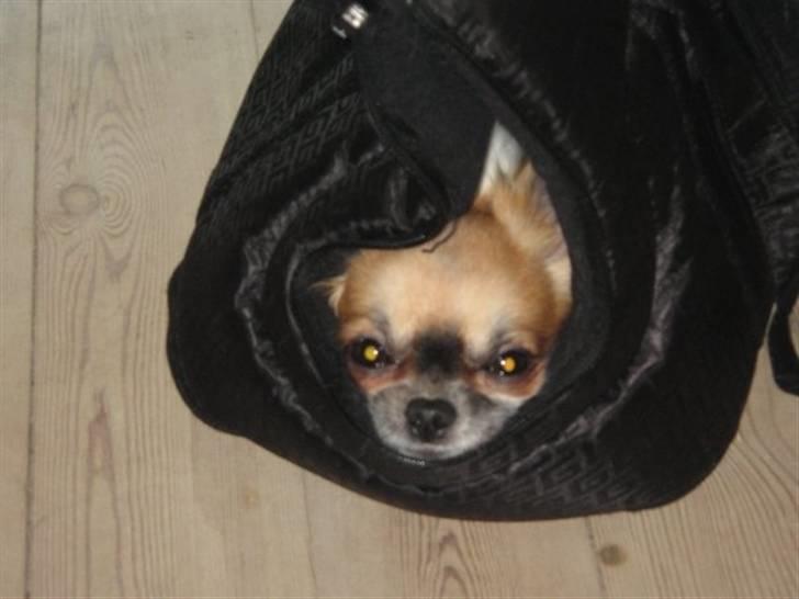 Chihuahua Ricco billede 10