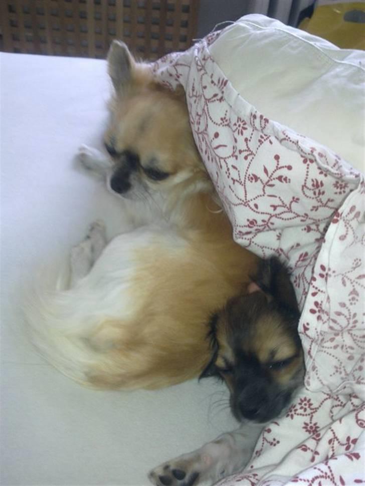 Chihuahua Ricco billede 11