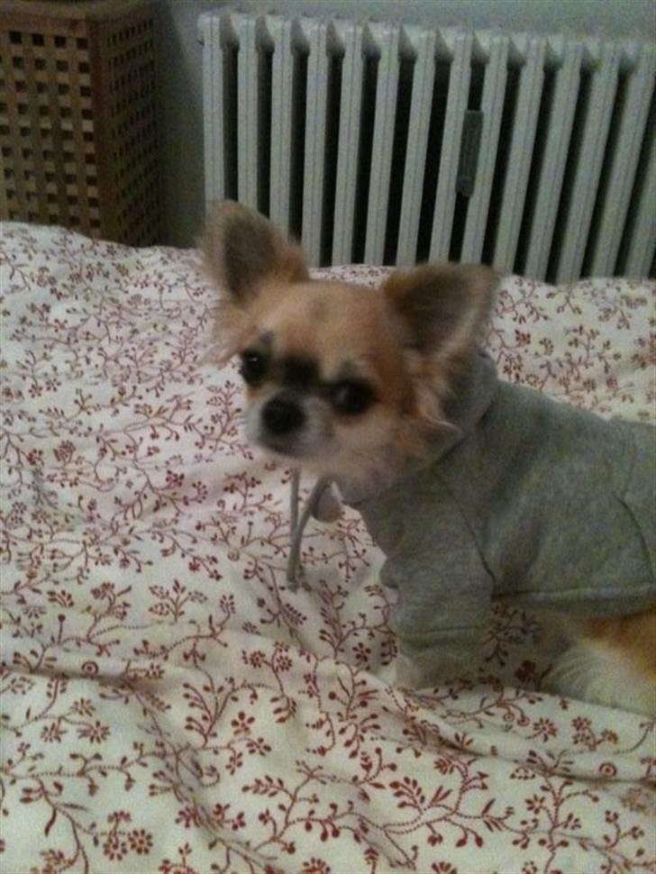 Chihuahua Ricco billede 12