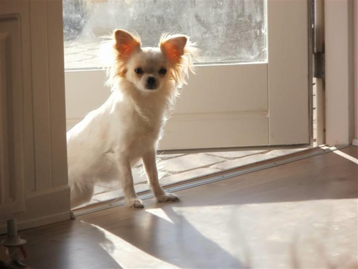 Chihuahua Tequila billede 5