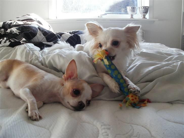 Chihuahua Tequila - Chanel og Tequila billede 6