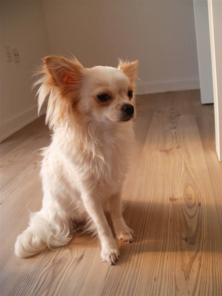 Chihuahua Tequila billede 7