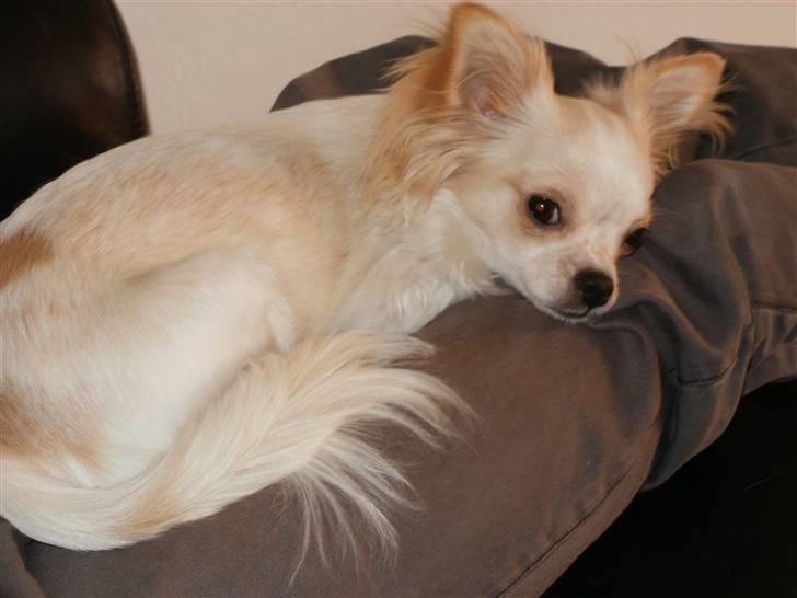 Chihuahua Tequila billede 8