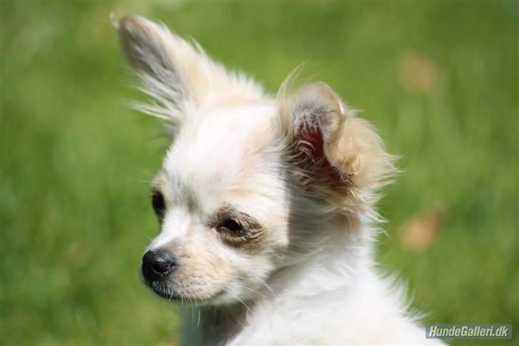 Chihuahua Tequila - Tequila da hun var lille billede 9