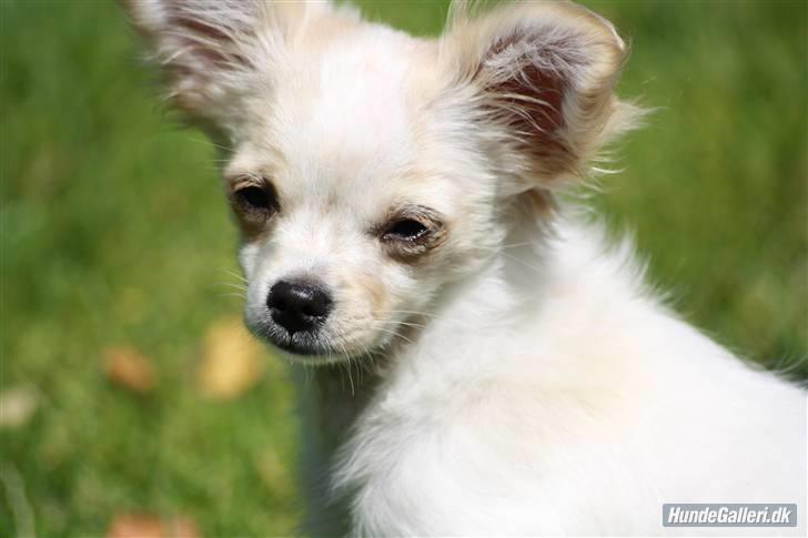 Chihuahua Tequila billede 10