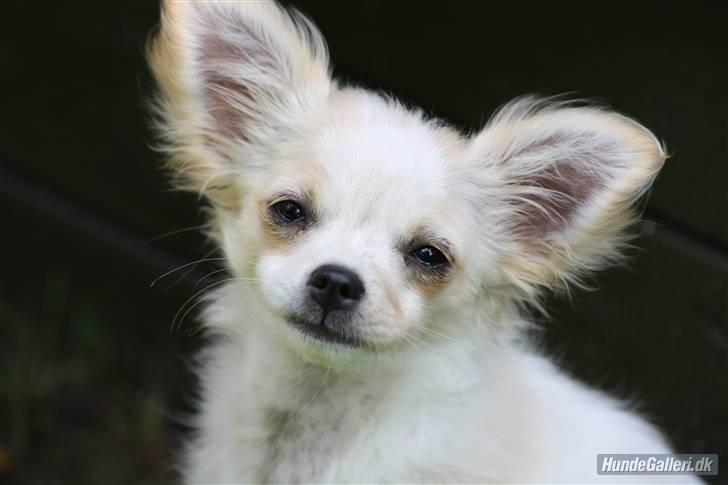 Chihuahua Tequila billede 11