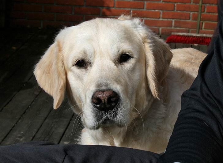 Golden retriever Sea Pimpernel Paperboy billede 1