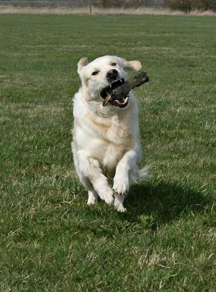 Golden retriever Sea Pimpernel Paperboy billede 2