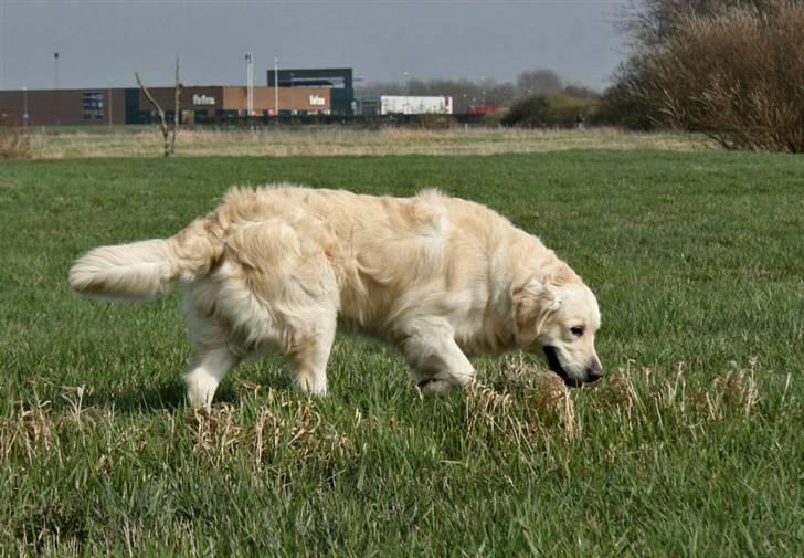 Golden retriever Sea Pimpernel Paperboy billede 3