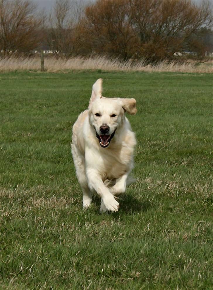 Golden retriever Sea Pimpernel Paperboy billede 4