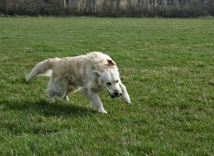Golden retriever Sea Pimpernel Paperboy - Yep, det er en øl-dåse han har i munden! billede 5