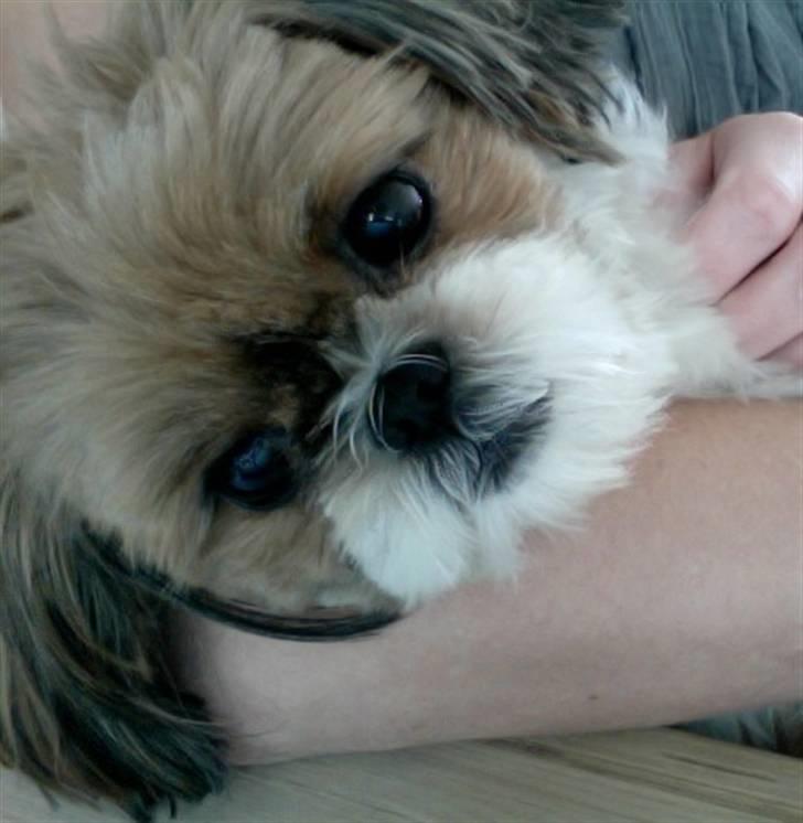 Shih tzu Karla billede 17