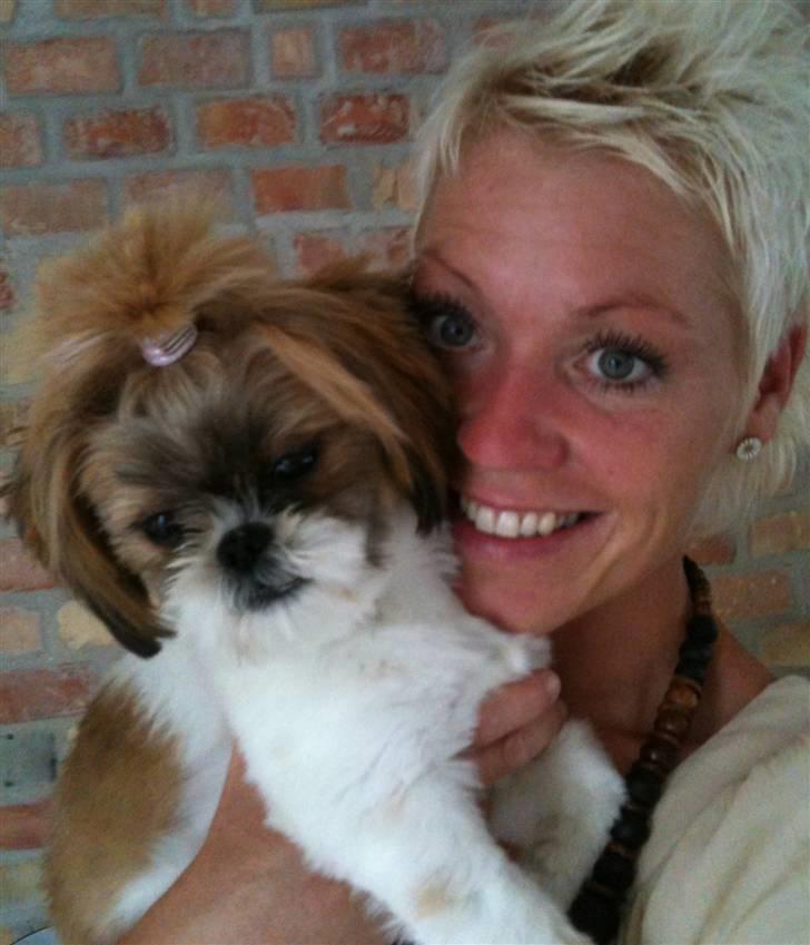 Shih tzu Karla billede 18