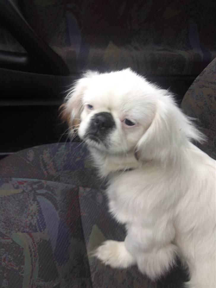 Pekingeser Scott - Første køretur med mor:-) billede 1