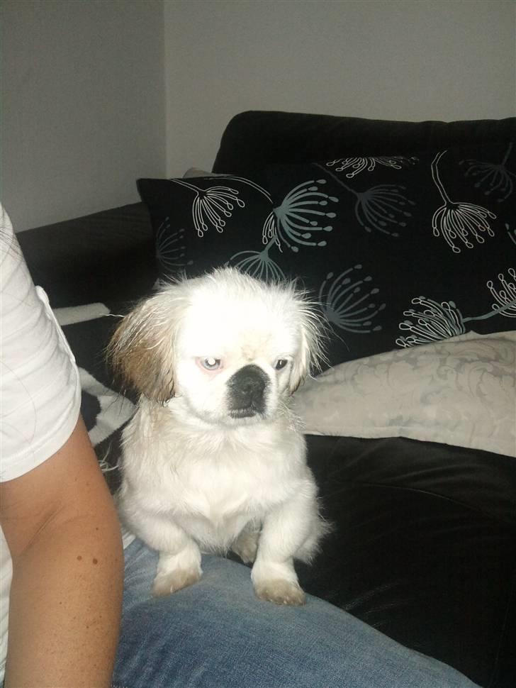 Pekingeser Scott billede 2