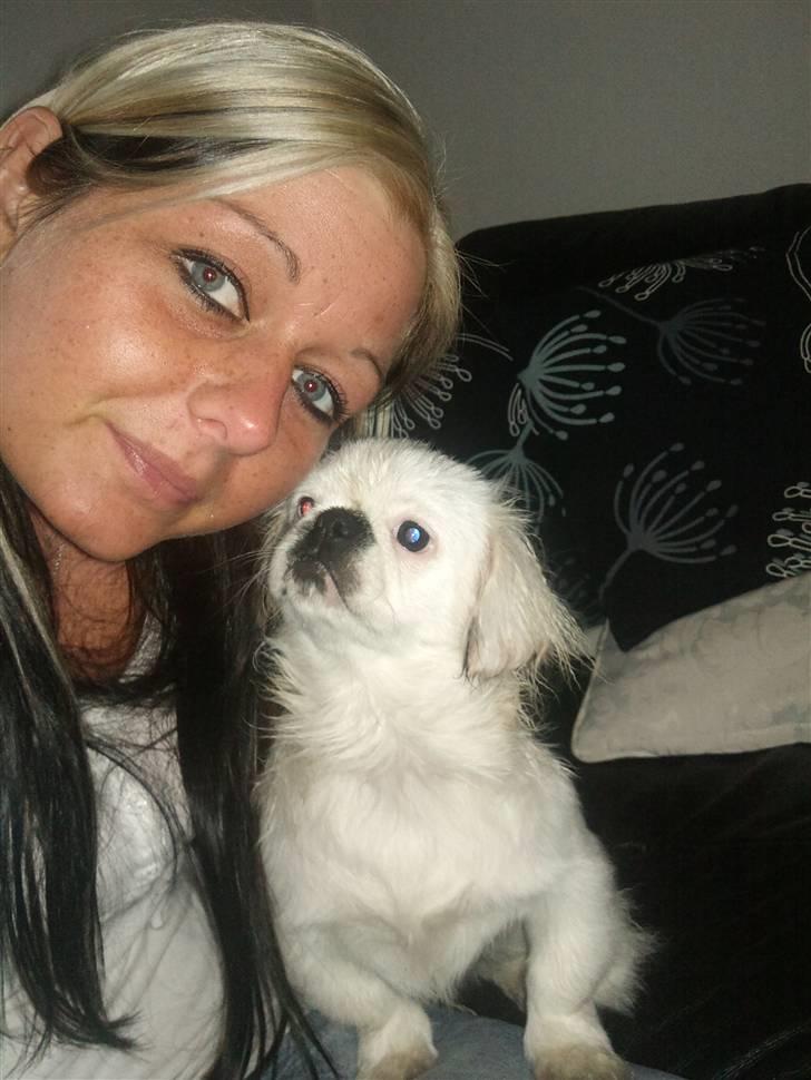 Pekingeser Scott - Vi hygger billede 3