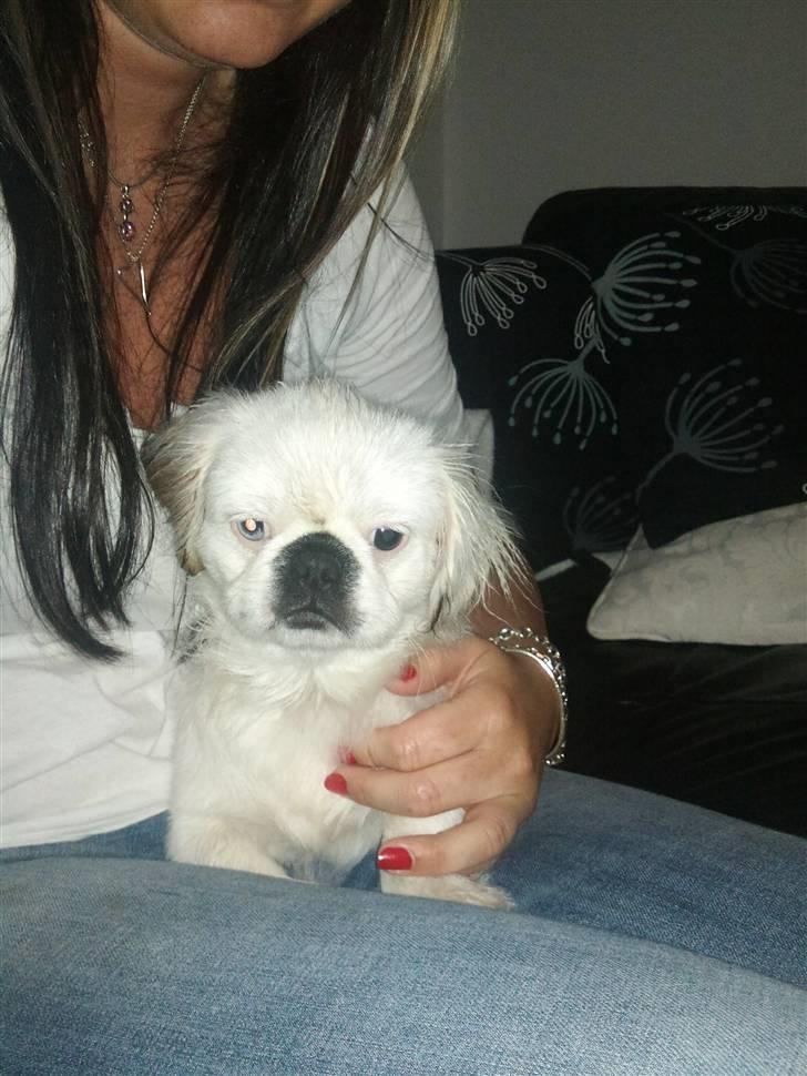 Pekingeser Scott billede 4