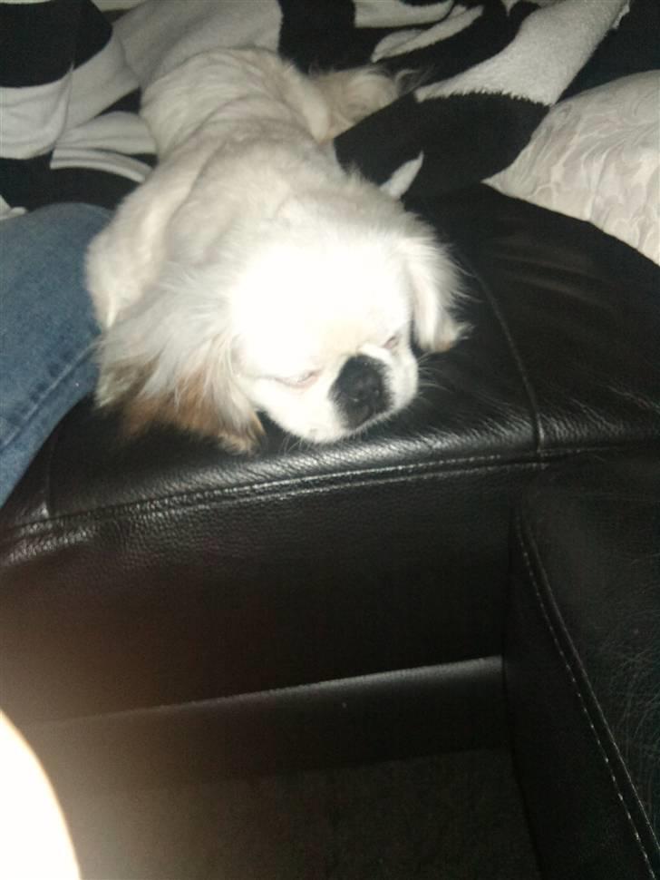 Pekingeser Scott - Meget træt efter køreturen. billede 5