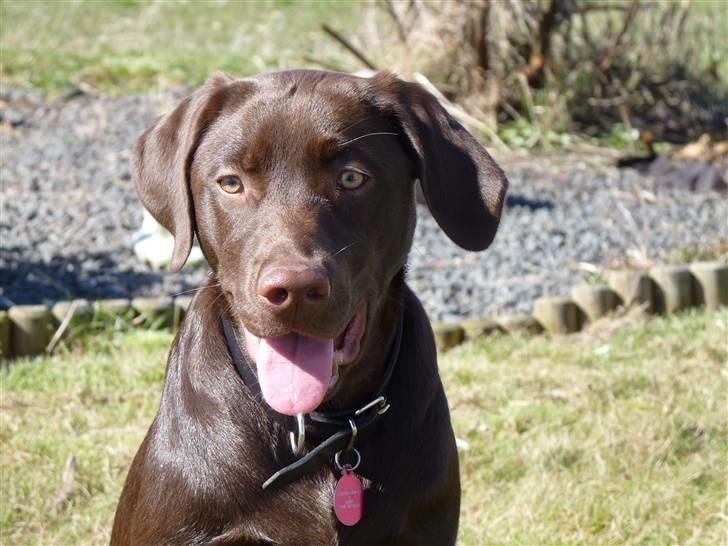 Labrador retriever KASJA * Solgt d.19 - 02 - 2012* - prinsessen :-) billede 13