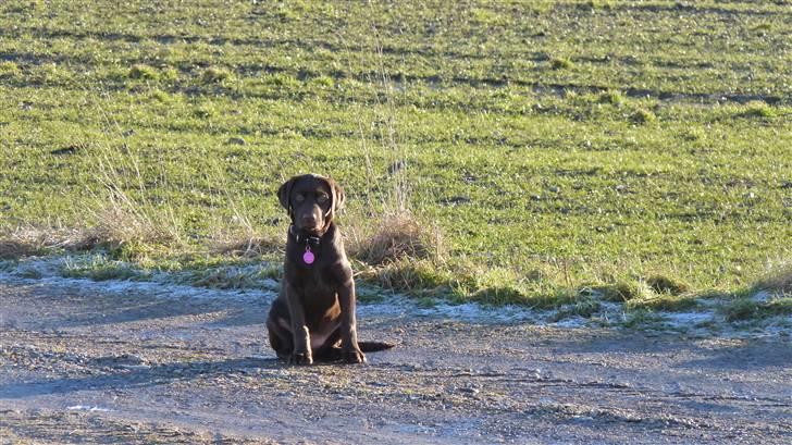 Labrador retriever KASJA * Solgt d.19 - 02 - 2012* - Igen kommer til at ligne dig, for du er den smukkeste! billede 14