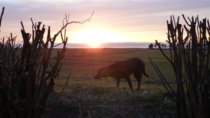 Labrador retriever KASJA * Solgt d.19 - 02 - 2012* - Hun er miiiiiiin! :-) billede 15