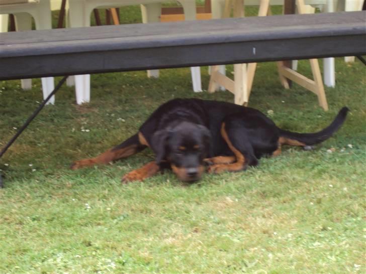 Rottweiler Loke - Juli 2010 4 mdr  gammel billede 1